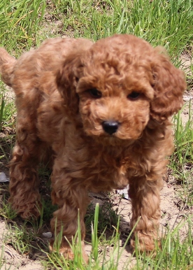 teddy bear mini poodle